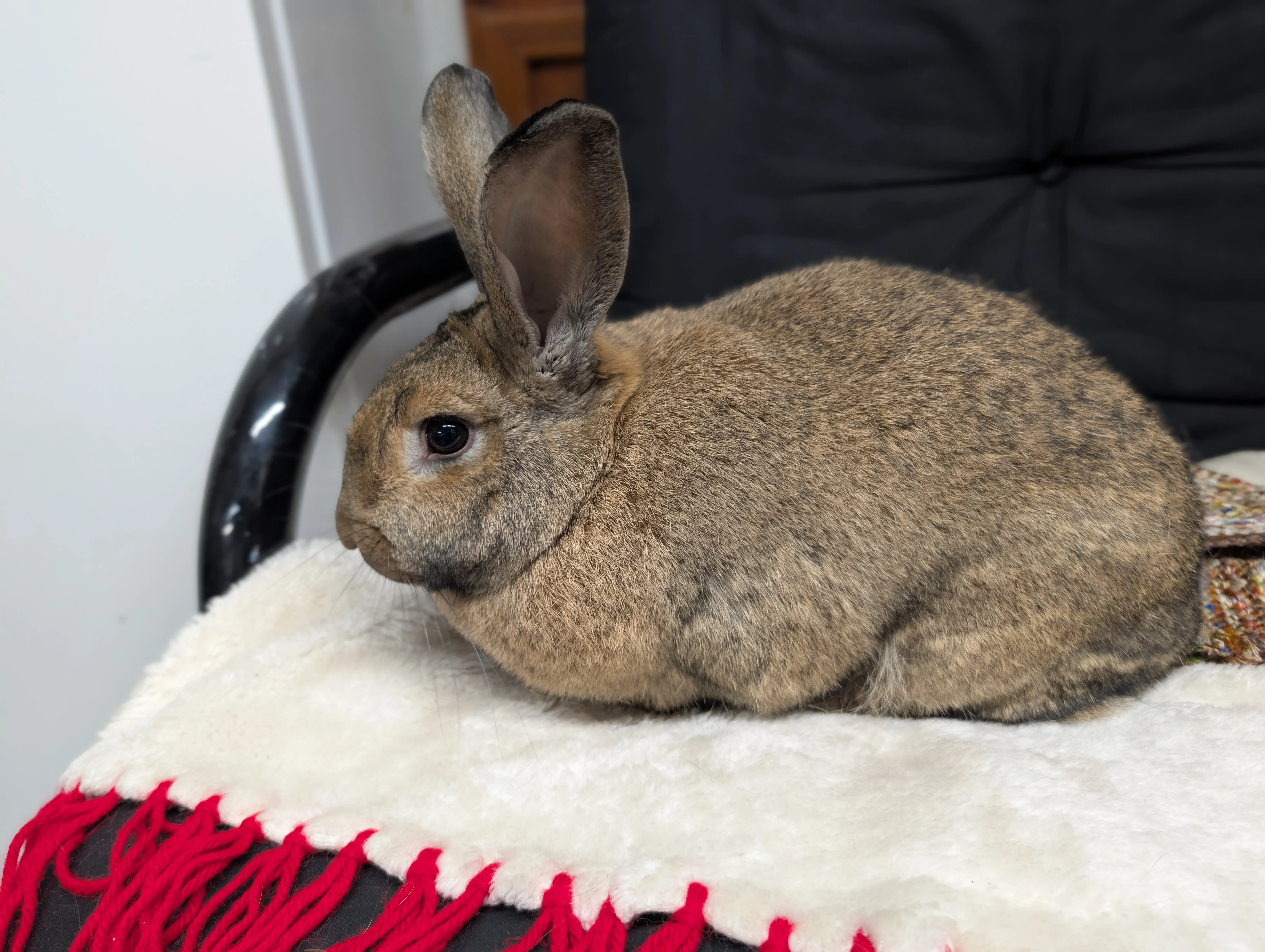 Flemish Giant Rabbit