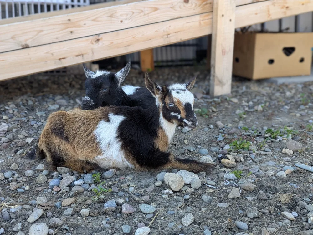Nigerian Dwarf Goat